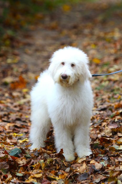 Goldendoodle Doodle 14 tyg Sunia Bea Golden Doodle Biała ZOBACZ WIDEO