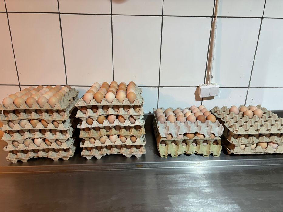 Jajka świeże kremowe