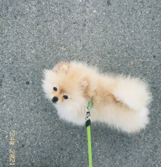 В'язка, Тедді готовий для побачень із дівчатками