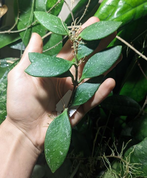 Hoya Micrantha Splash - cięte węzły