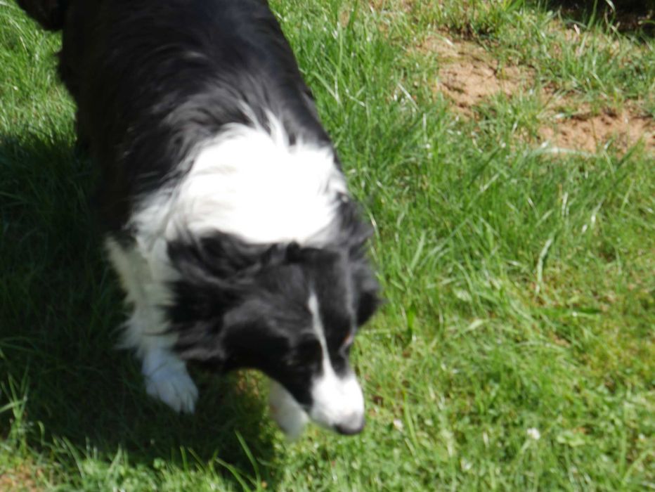 Border Collie chłopak