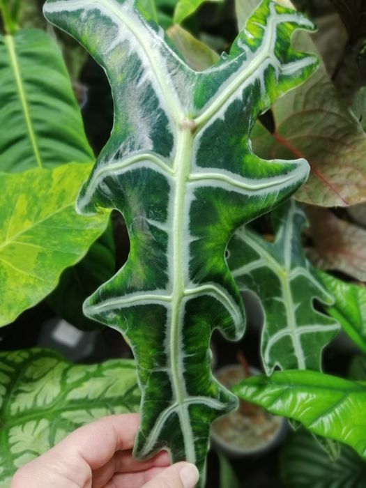 Алоказия много сортов.