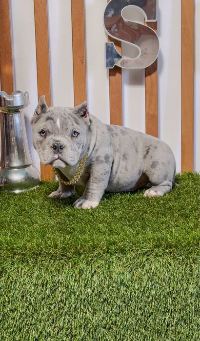 Exotic bully micro