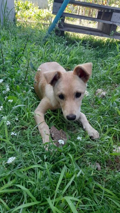 Собака дівчинка гарна дворняшка чекає на сімʼю