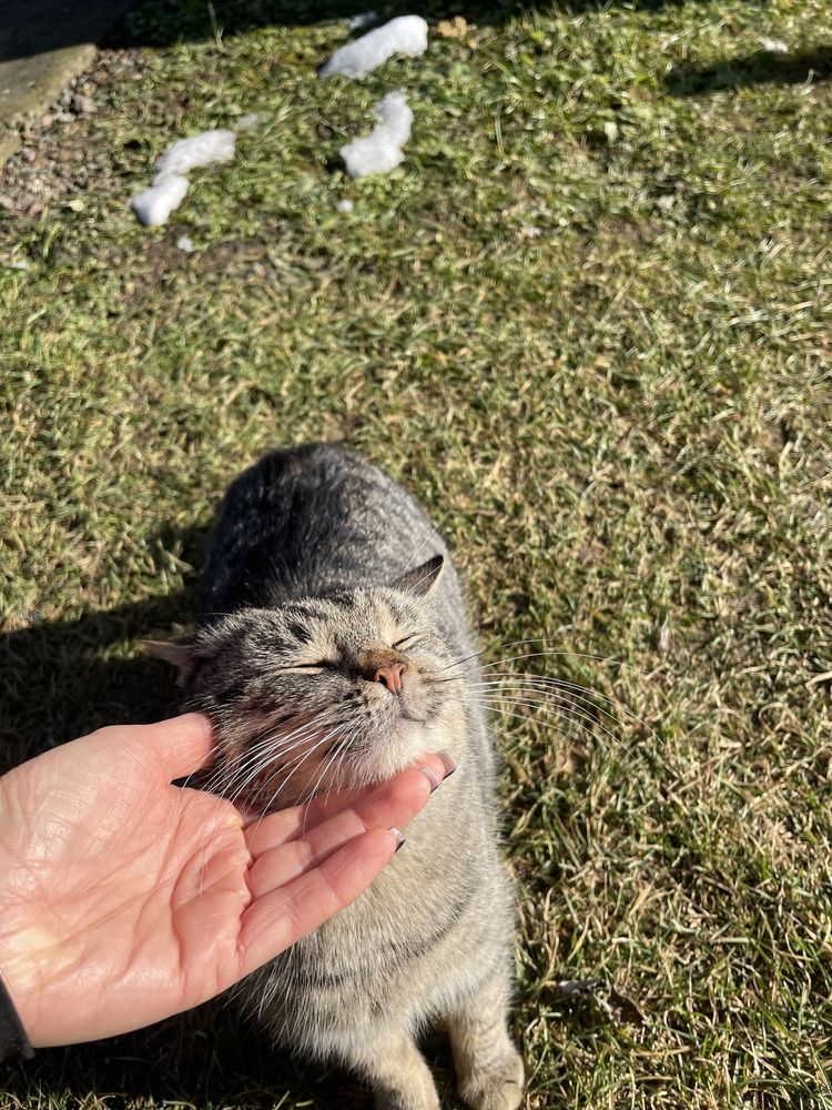 Котик в добрі руки