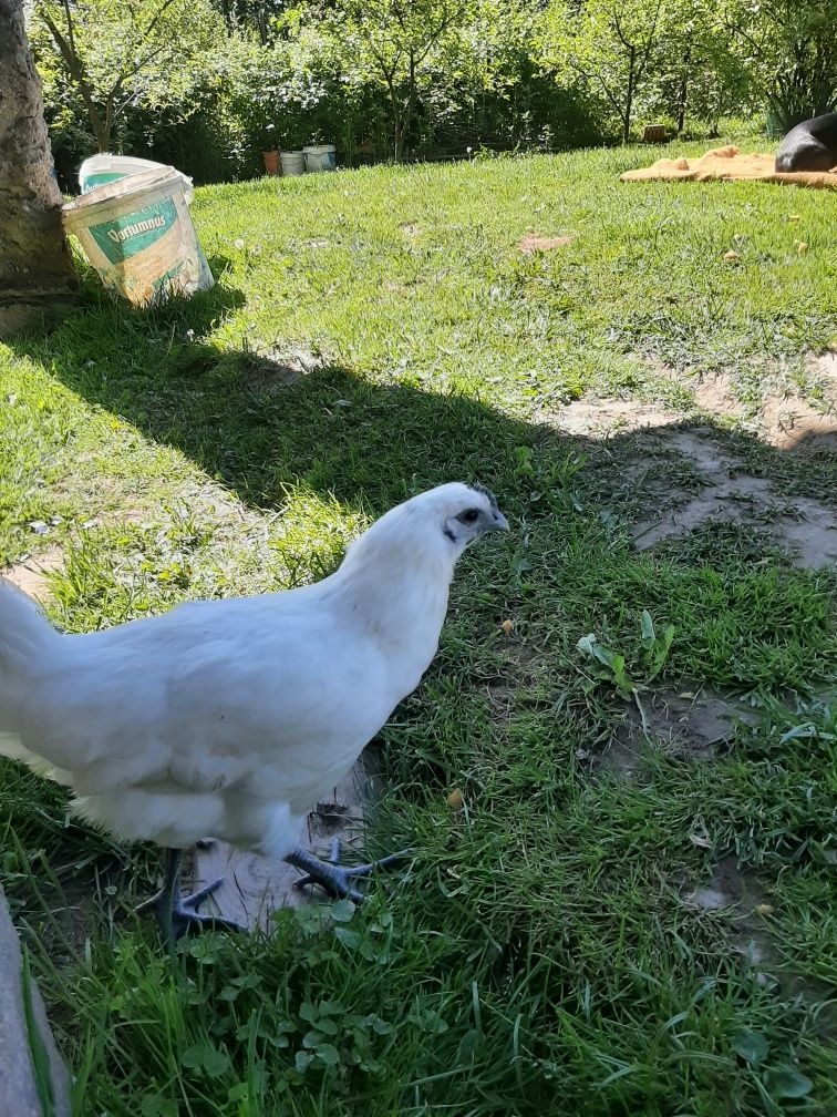 Kogut ayam Cemani biale sprzedam