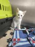 Gatinho branco para adopção