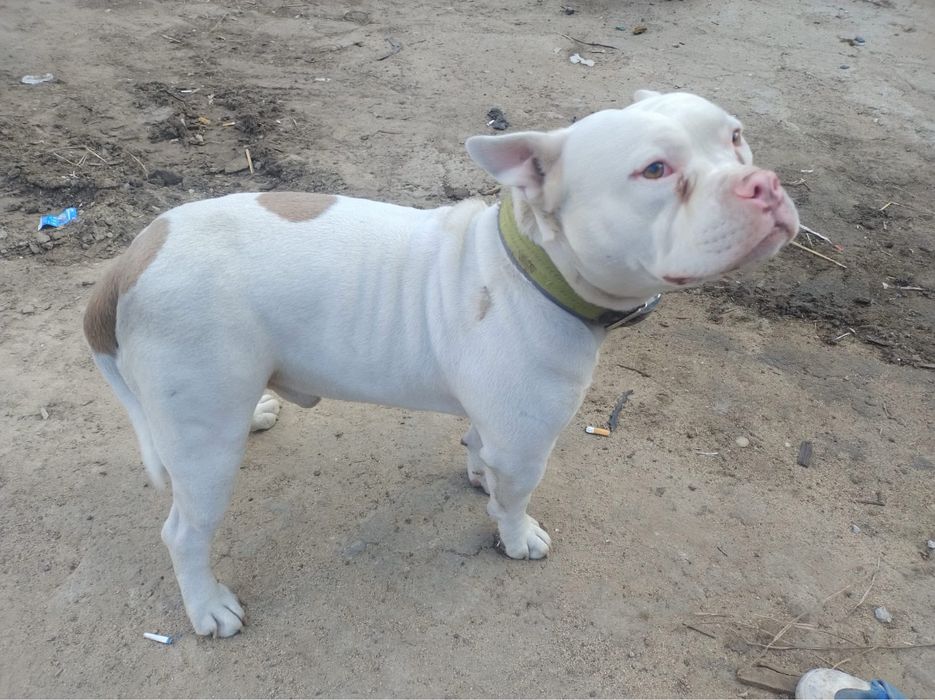 Maciek do adopcji - STREFA TTB