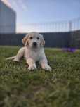 Golden Retriever szczeniak