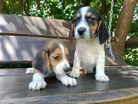 Szczenię beagle tricolor