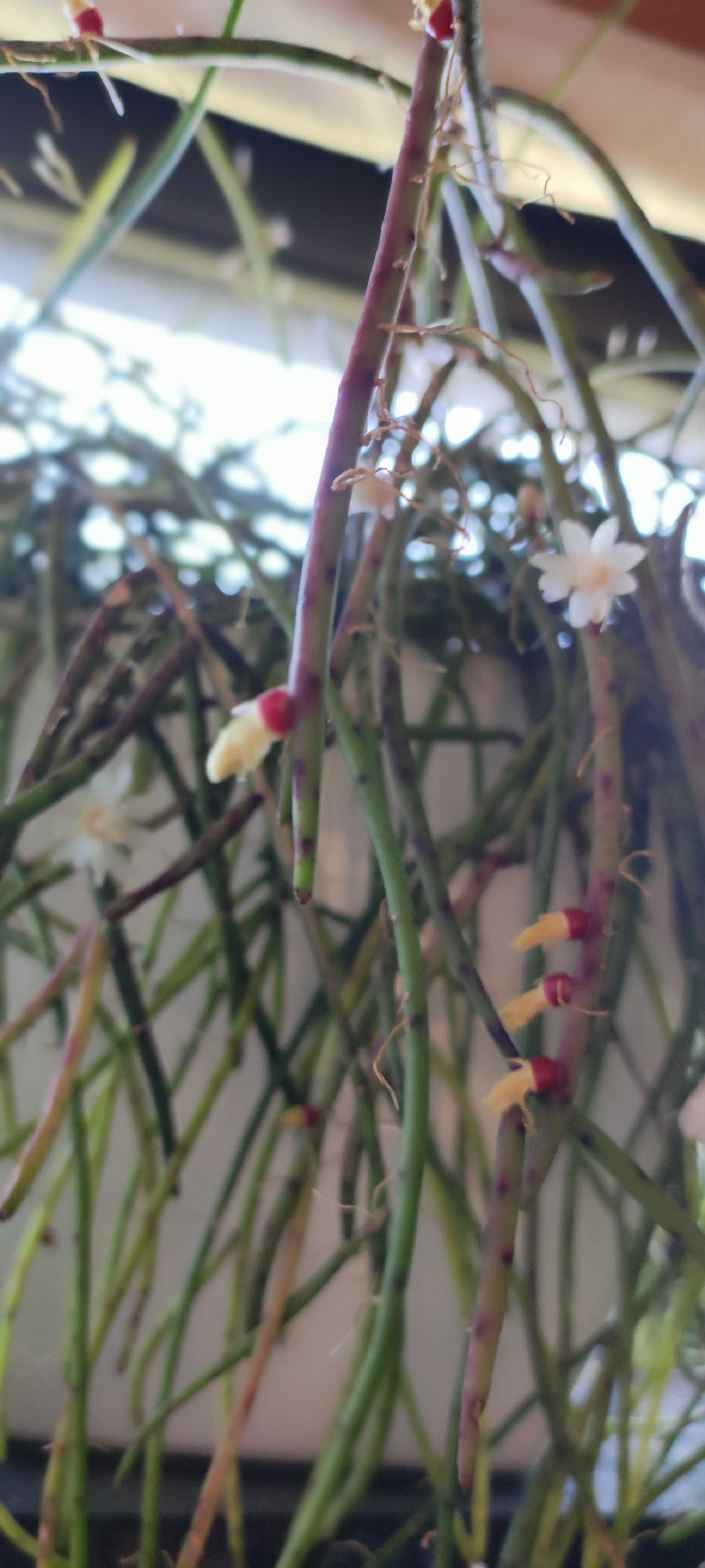 Linda suculenta flor de noiva