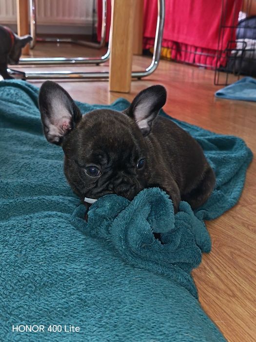 Buldog francuski/Zarezerwowana