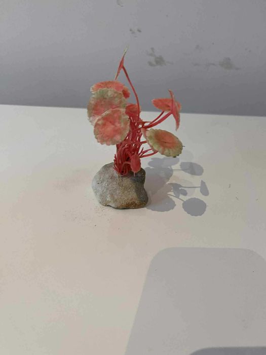 Czerwony kwiatek akwariowy