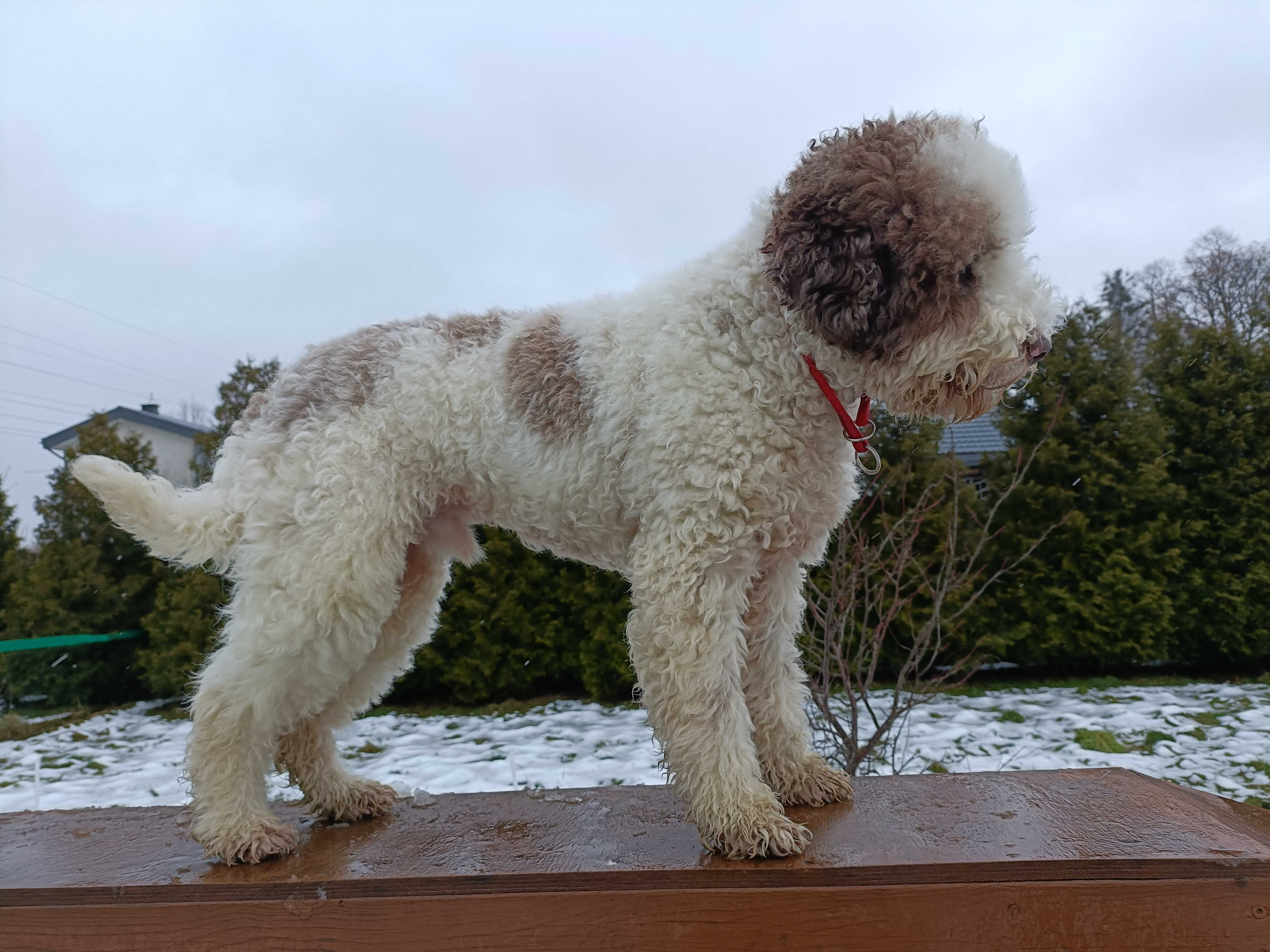 Lagotto Romagnolo, Pies