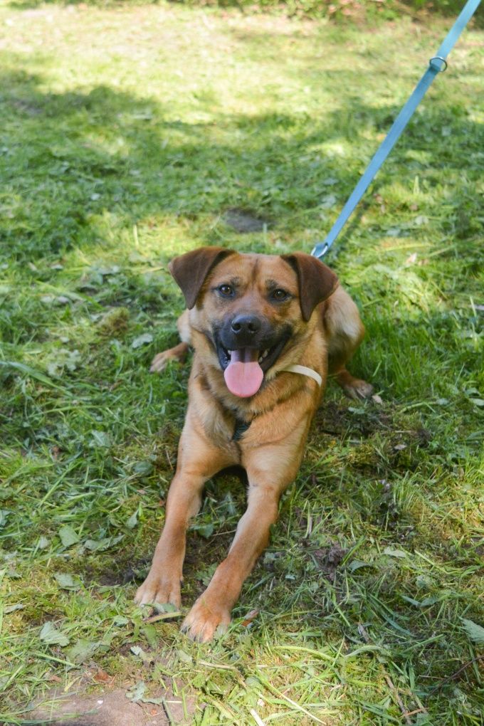 Rudy młodziutki piesek do adopcji