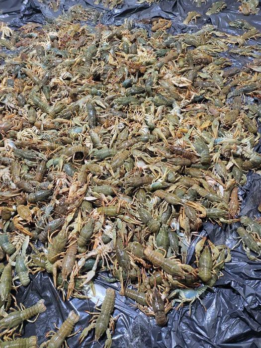 Свіжовиловлений рак в асортименті (30-50 г) під замовлення, є опт