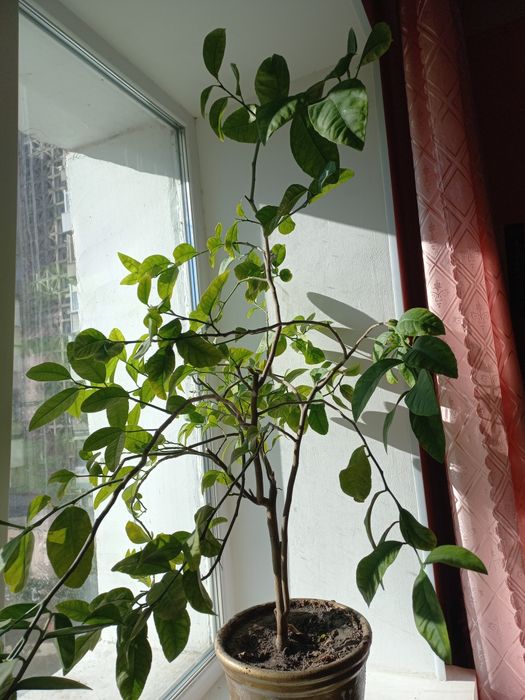 Декоративное лимонное дерево.