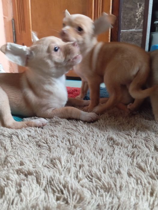 Стандарт чіхухахуа