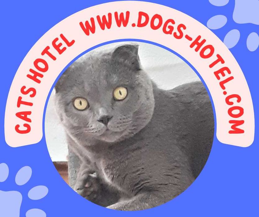 Комфортна перетримка котів у приватному секторі Голосієва