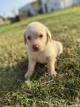 Labrador magnífico,