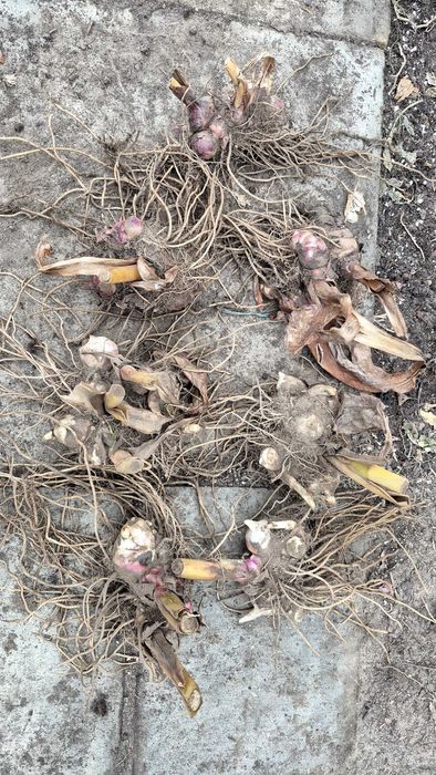 Kana paciorecznik Fata Morgana