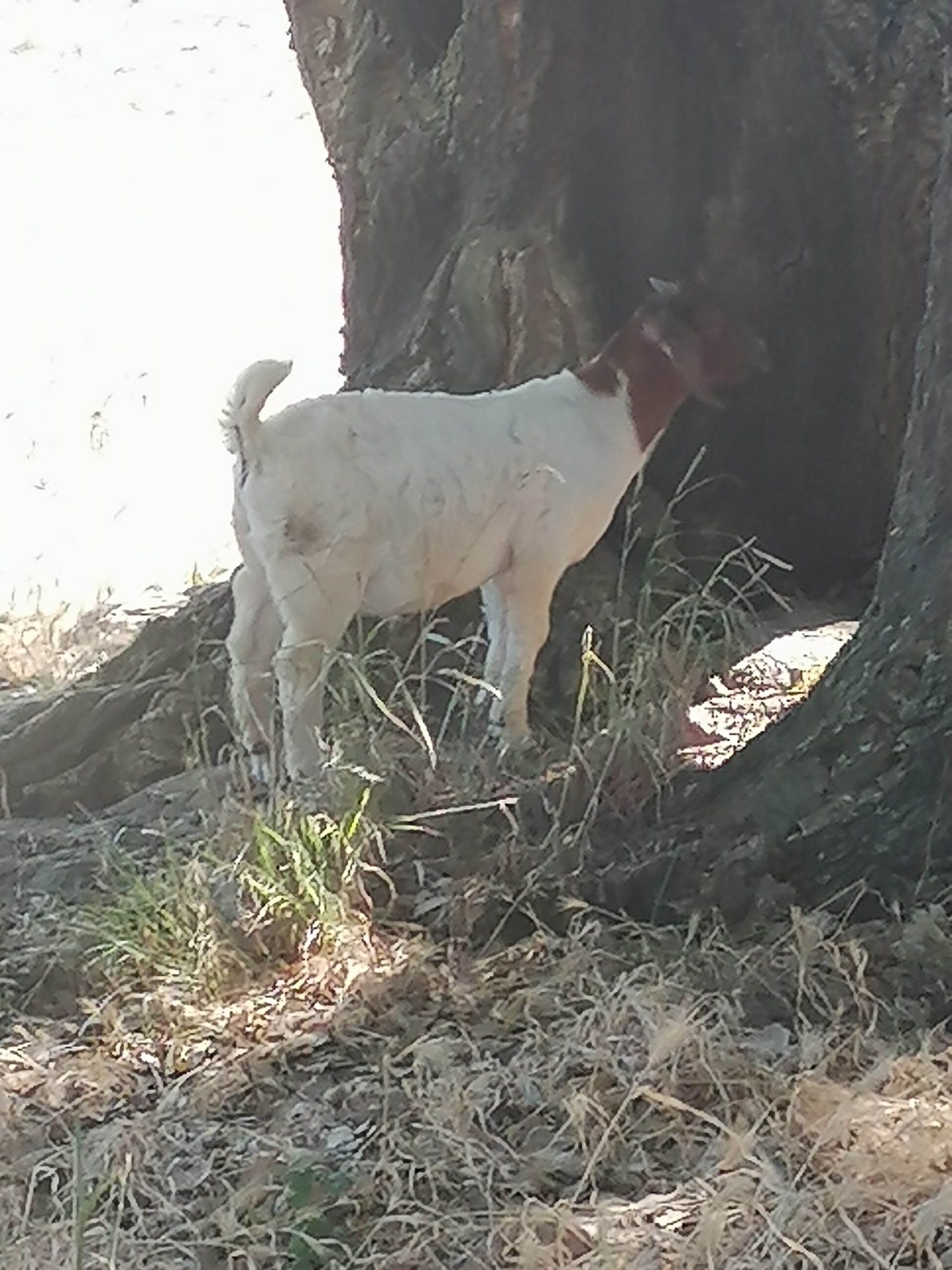 Cabras raça Boer