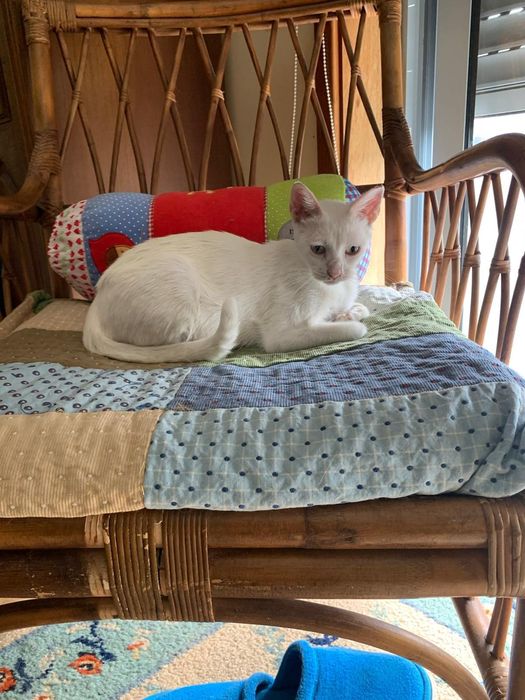 Doda-se gata esterilizada