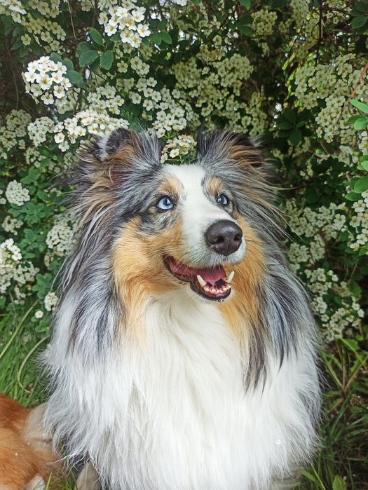 Owczarek szetlandzki suczka Blue merle