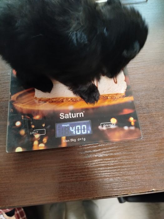 Померанський шпіц