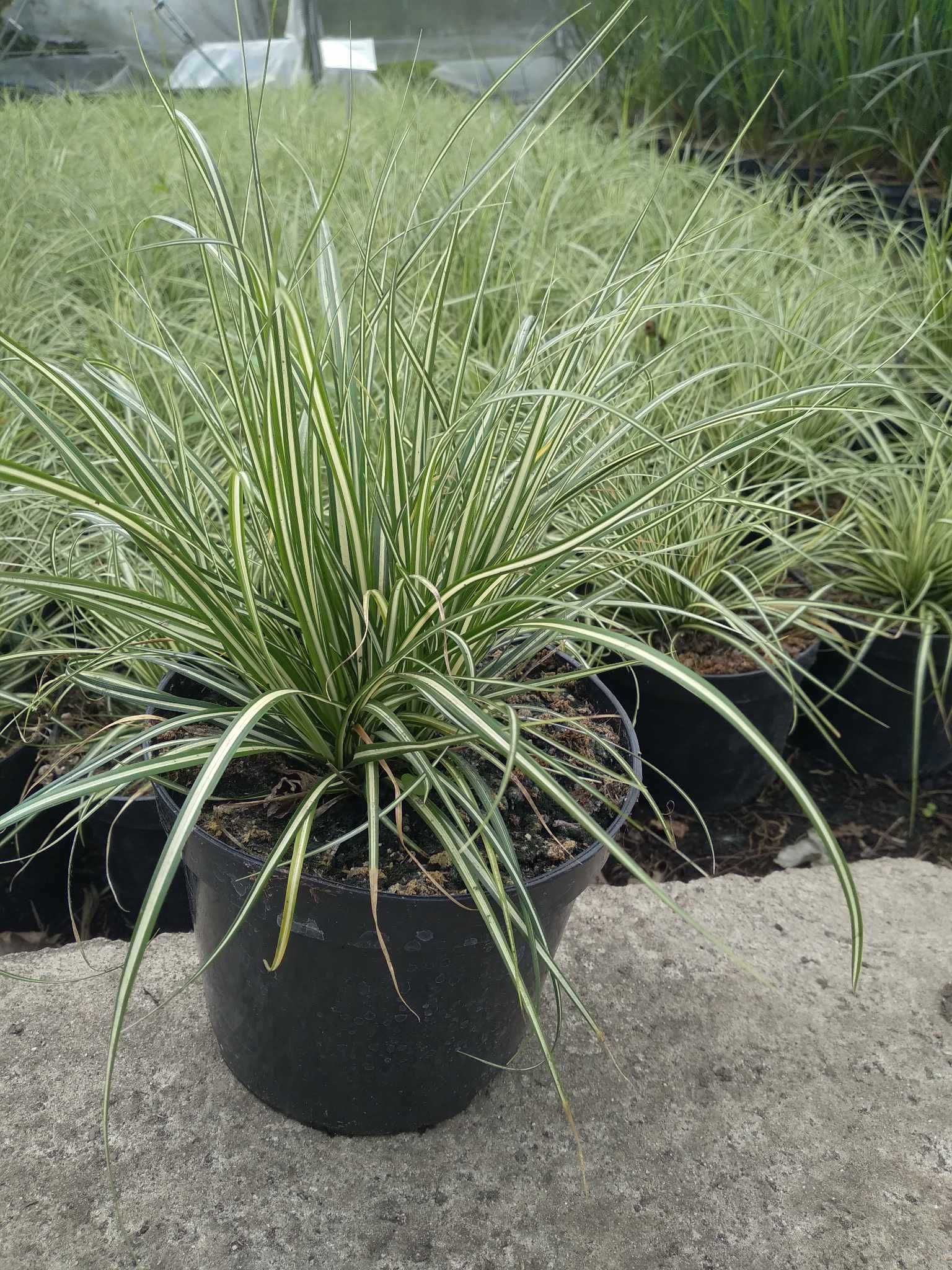 Turzyca oszimska, Carex Moonlight