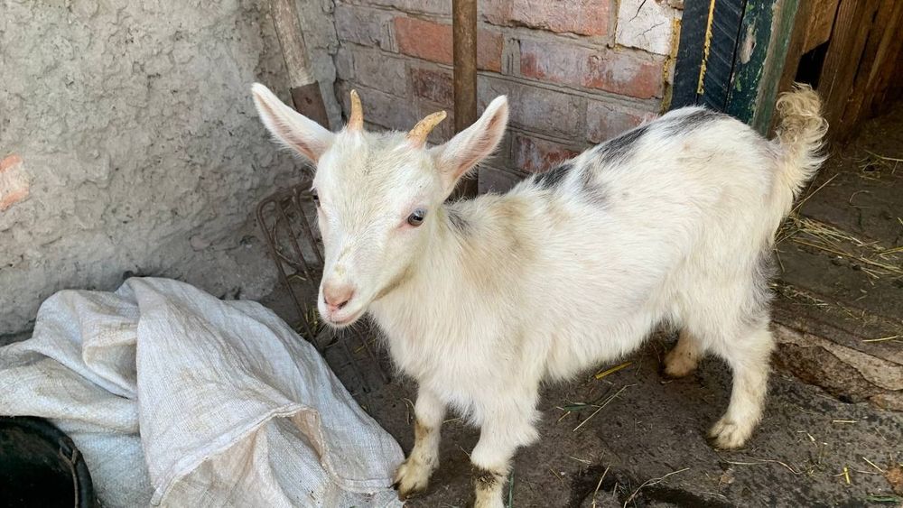 Дві білі кізоньки