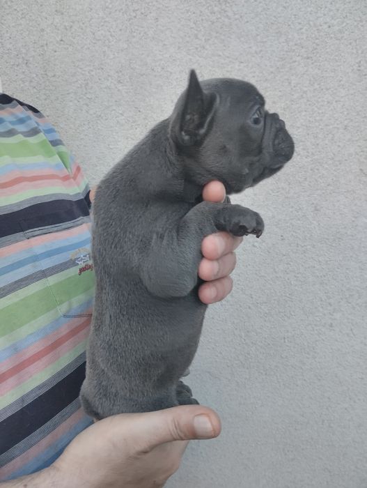 Французькі булочки