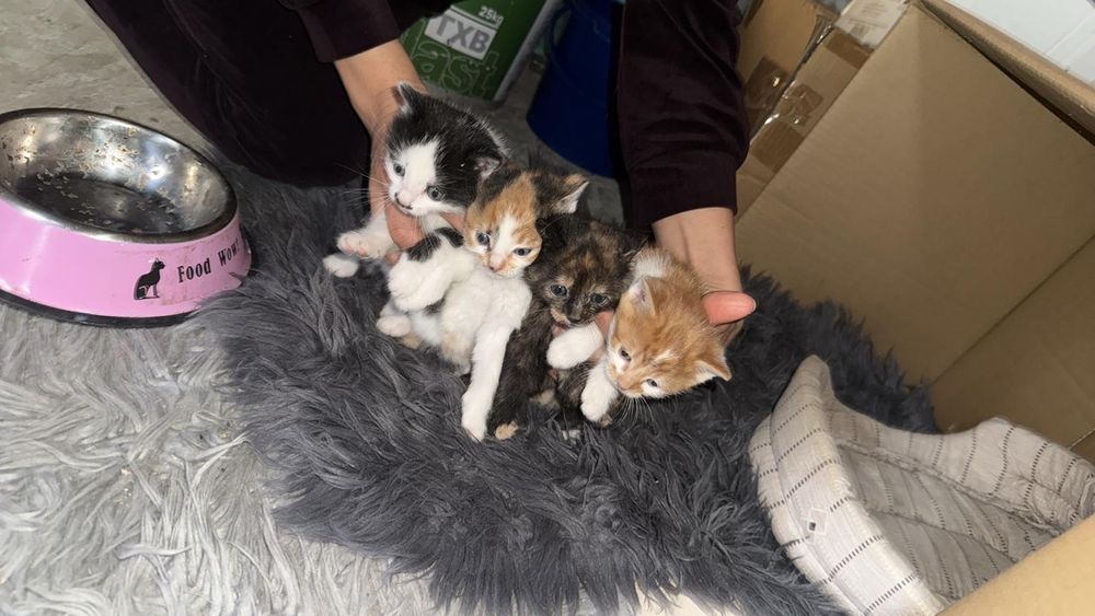 Koty młode z września