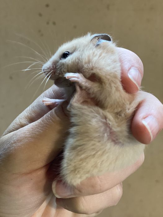 Хомяк персикового кольору