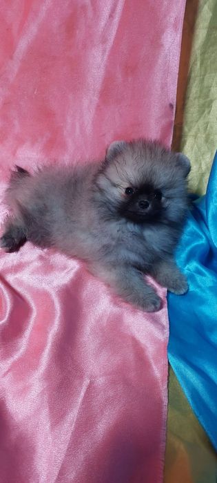 Шпиц сучка 2 месяца. Продам недорого!