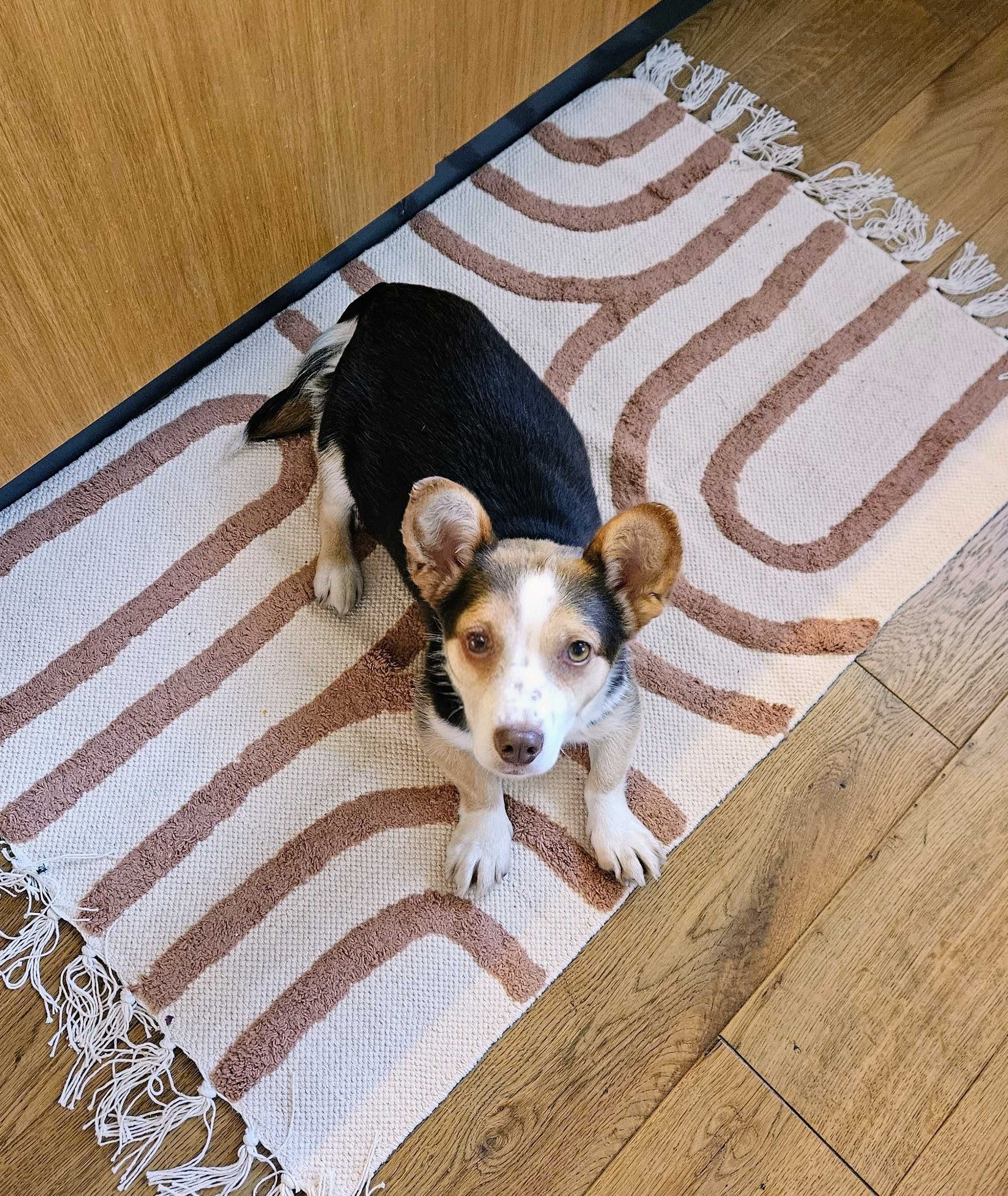 2 lata suczka w typie corgi do adopcji