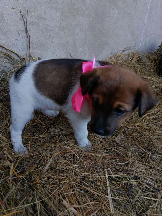 Цуценята в добрі руки