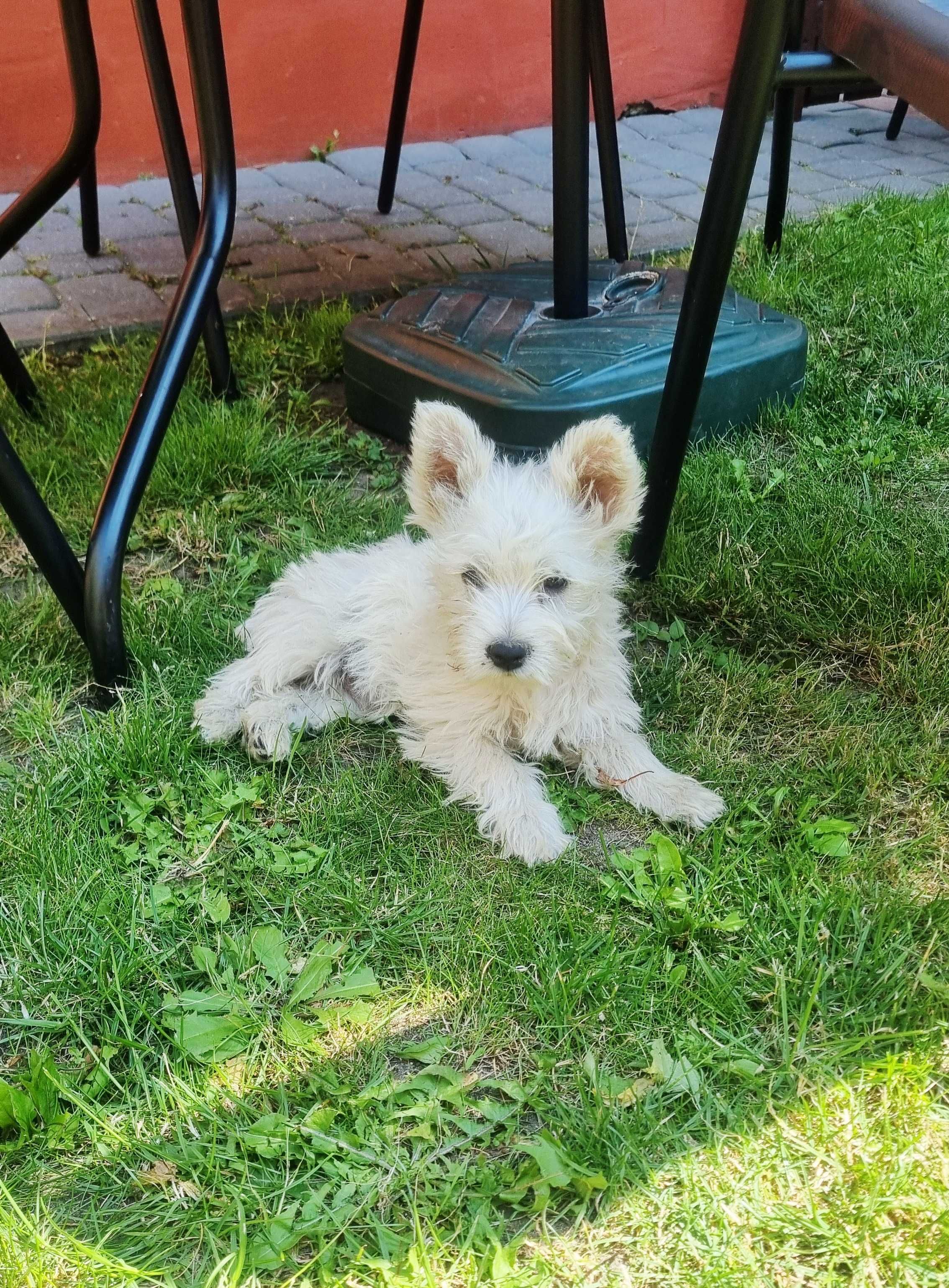 West Highland White Terrier piesek