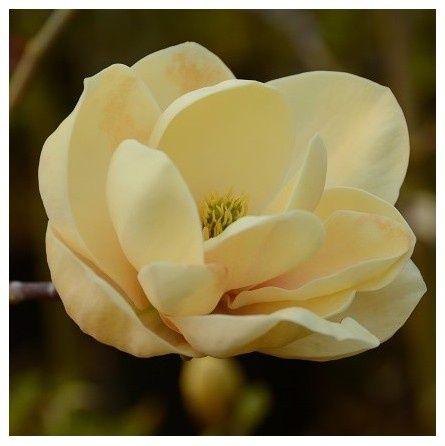 Магнолія Інжир Абрикоса Яблуня Груша Айва Ківі Персик Нектарин Хурма