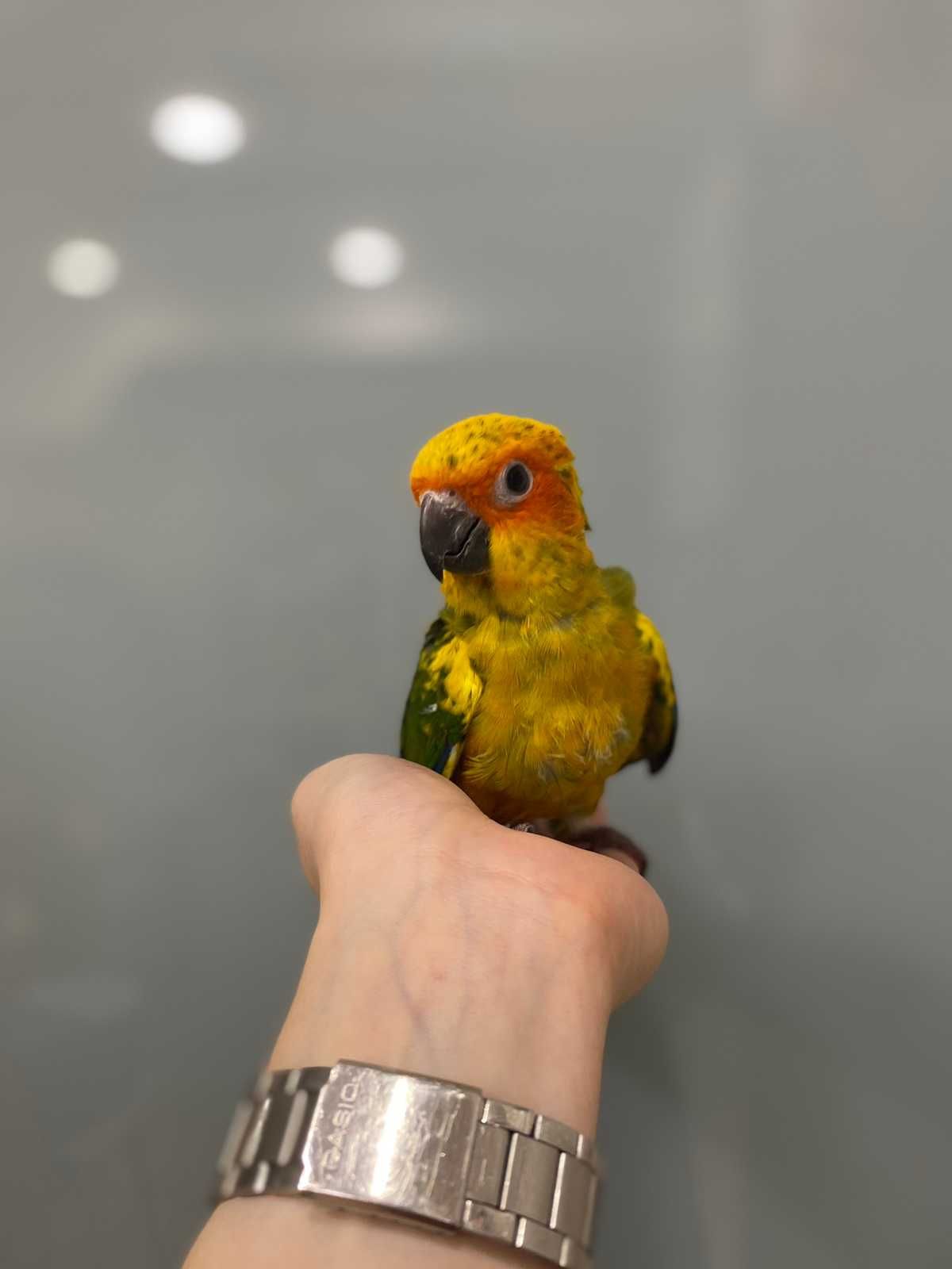 Аратинга солнечный, ручной говорящий попугай ара в миниатюре