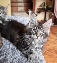 Maine Coon kocur