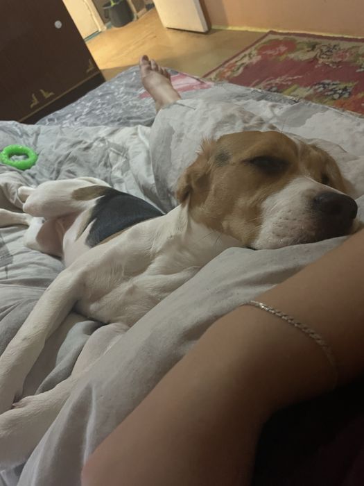 Собака, дівчинка бігль