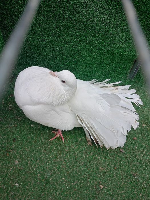 Gołębie pawiki samce