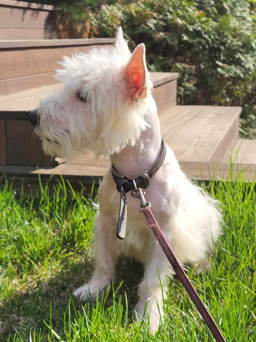 Унікальна пропозиція-цуценя Вест Хайленд Уайт Тер'єр, для виїзду