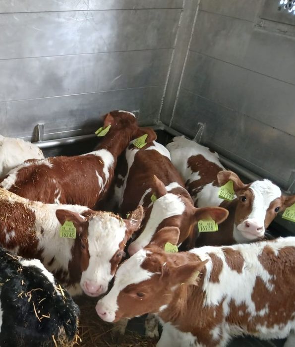 Byczki miesne Ozorków