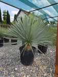Yucca Rostrata – palma mrozoodporna , juka