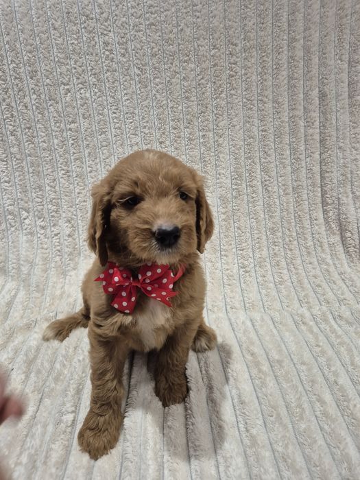 Goldendoodle f1 standard