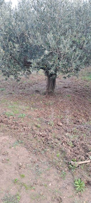 Oliveiras jardim ou lenha