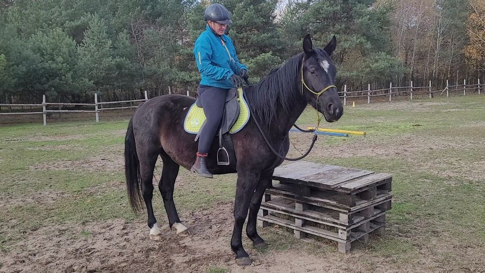Klacz śląska 4 letnia wstępnie zajeżdżona
