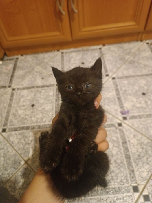 oddam kocięta w dobre ręce